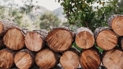 ДП «Ліси України» відшкодує 485 тисяч гривень за незаконну рубку дерев