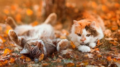 Якою буде погода у Львові та області завтра, 14 жовтня