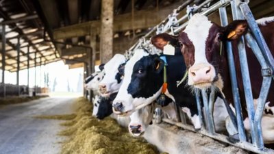 На Хмельниччині в громаді запровадили карантин через виявлений лейкоз у корів