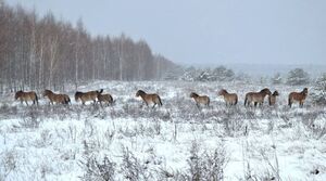 У зоні відчуження з’явилися унікальні тварини (фото)