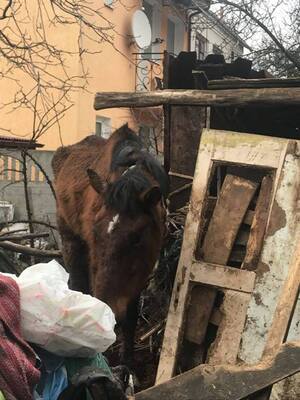 Байдужість вбиває: замордовану тварину рятували патрульні (ФОТО)