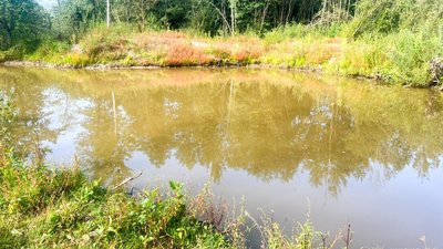 На Рівненщині втопилася 3-річна дитина