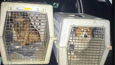 На Львівщині чоловік силоміць заливав собакам у пащі алкоголь