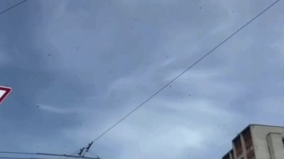 У Львові на вулиці виявили рій бджіл