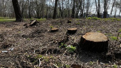 На Волині незаконно вирубали понад 2,5 тис. дерев на майже 19 млн грн