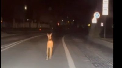 У Львові на одній з вулиць кілька днів блукає маленьке оленя (ВІДЕО)