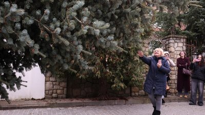 Сімʼя зі Сокільник подарувала Львову головну новорічну ялинку (ФОТО)