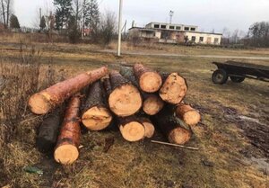 На Яворівщині з приватної пилорами вилучили незаконно зрубані сосни та липи (фото)