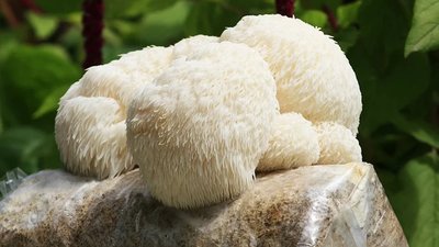 Їжовик гребінчастий у спортивному харчуванні: тренд чи необхідність