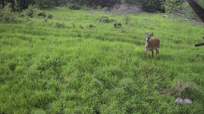 Вовки, кабани та олені: фотопастки прикордонників зафіксували диких мешканців Львівщини (ФОТО)