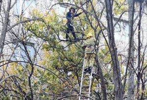 На Дніпропетровщині рятувальники зняли з дерева вагітну жінку