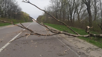 Увага! На Львівщині на дорогу впало дерево