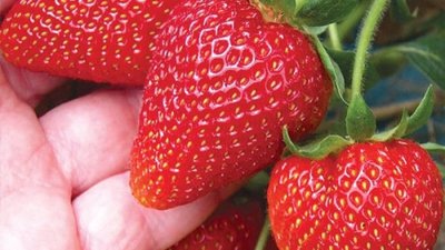 Як вибрати якісні саджанці та підготувати ділянку для врожаю