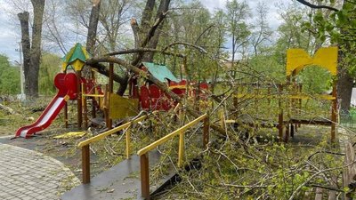 На Буковині сильний вітер повалив дерево на дітей на дитячому майданчику