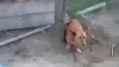 Повідомлено про підозру жителю Закарпаття, який жорстоко вбив сусідського собаку біля неповнолітніх племінників