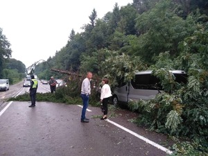 На автодорозі "Львів–Шегині" впало дерево: пошкодило три машини (фото)