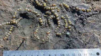 На Волині археологи знайшли унікальну давньоруську прикрасу (ФОТО)