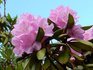 Львівський Ботанічний сад запрошує на «День відкритих дверей» (ФОТО)