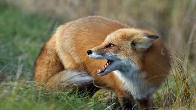 На Львівщині ввели карантин через випадок сказу