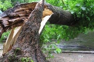 На Львівщині загинув чоловік, на якого впало дерево