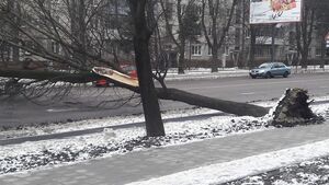 У Львові впали два дерева (фото, відео)