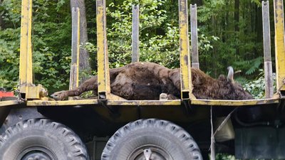На Львівщині в автопригоді загинув зубр