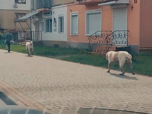 Власник алабаїв, які розгулювали вулицями Дрогобича і роздерли собаку, опублікував відео-вибачення (ВІДЕО)