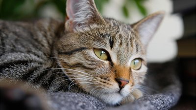 Врятував господарів: на Львівщині кіт розбудив родину під час пожежі