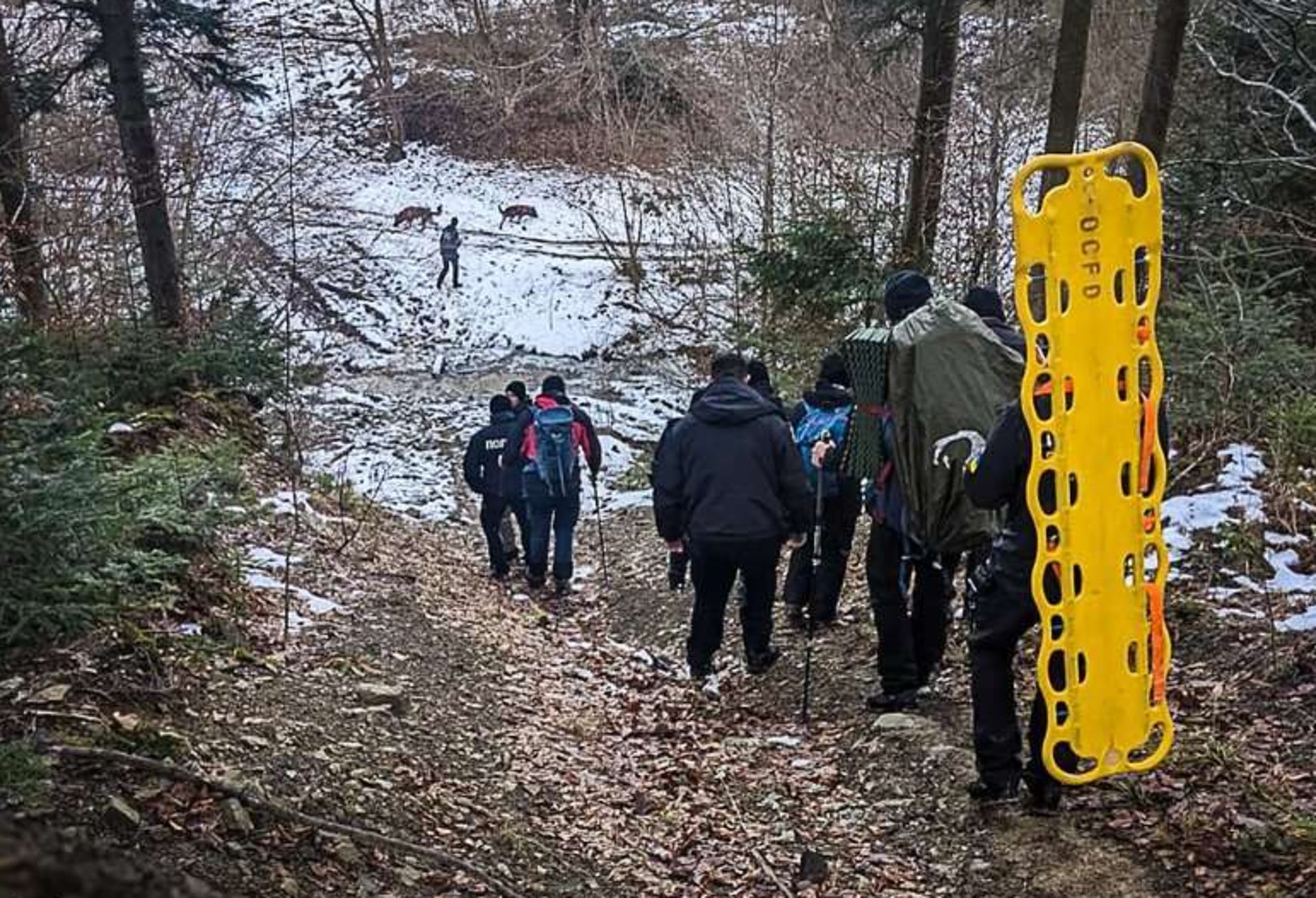 В Ужгородському районі у лісі третю добу шукають зниклого молодого чоловіка