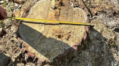 На Львівщині судитимуть лісівника за незаконну вирубку дерев на 10 млн грн