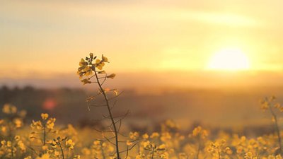 Якою буде погода у Львові та області завтра, 8 липня