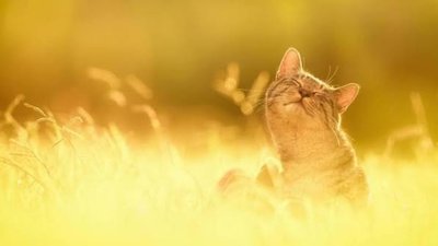 Якою буде погода у Львові та області завтра, 21 червня