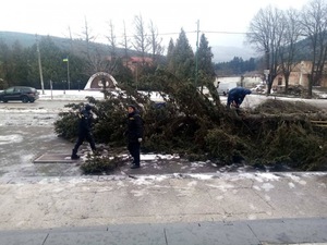 Зірвало дахи 89 будівель і повалило 13 дерев: на Львівщині сильний вітер наробив лиха (фото)