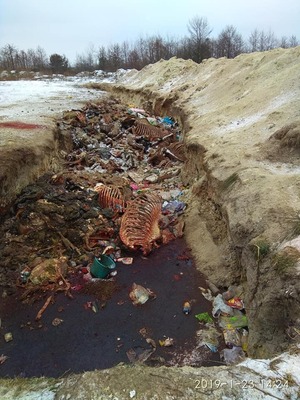 Сморід і жах: скотомогильник на Львівщині — екологічна загроза (фото, відео)