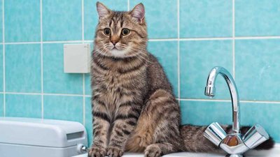 Увага! У Львові тимчасово припинено водопостачання у частині Залізничного і Шевченківського районів