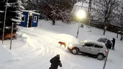 У Львові поліція розпочала перевірку за фактом наїзду на собаку