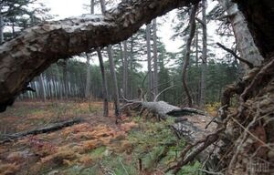 На Самбірщині вдвічі зменшилась кількість незаконних порубок лісу