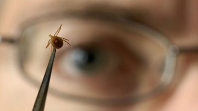 У Львові юнак потрапив до лікарні з паралічем обличчя після відпочинку у лісі