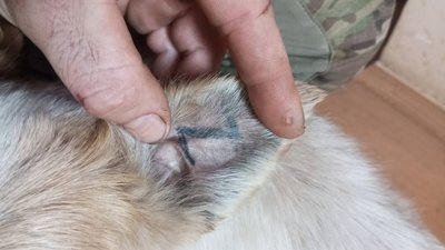 Росіяни набивають тату своїх символів на тваринах, які і так страждають від війни (ФОТО)