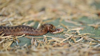 Як вберегтися і що робити, якщо вкусила змія: рекомендації львівських лікарів