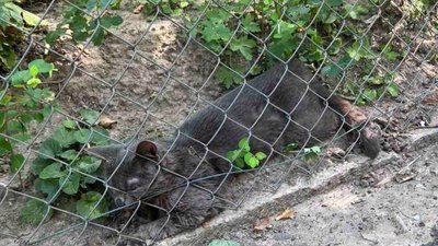 У Львові введені карантинні обмеження через виявлення сказу у кота