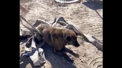 На Львівщині надзвичайники дістали собаку з чотириметрової глибини