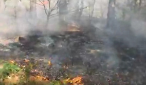 На Львівщині горів лісовий масив (відео)