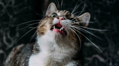 У Луцьку на одній з вулиць запровадили карантин через сказ у кошеняти