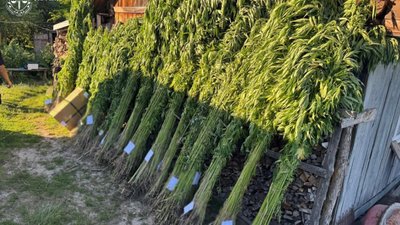 На Львівщині пенсіонер виростив понад 2 000 кущів коноплі для продажу