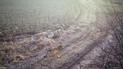 Прикордонники на Львівщині спіймали у фотопастку вовка і диких кабанів