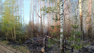 На Чернігівщині локалізували масштабну лісову пожежу