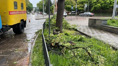 У Львові відновлюють рух трамваїв, які зупинилися через падіння дерева