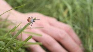 Кліщі із збудниками хвороби Лайма виявлено у Львові