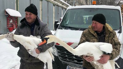 З львівського озера евакуювали лебедів через сильні морози